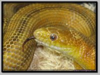 YellowRatsnake_2.jpg