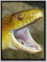 YellowRatsnake_7.jpg