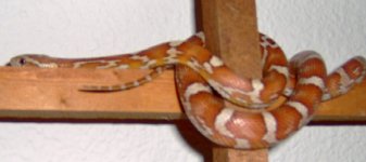 Simbi 2-9-08 6.jpg