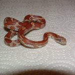 Vita 01-15-08 b.jpg