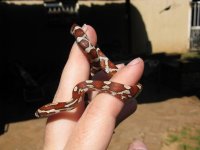 IMG_3223.JPG