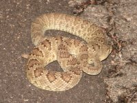 mojaveAV.jpg