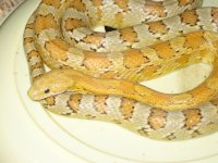 IMG_0113.JPG