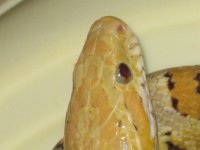 IMG_0117.JPG