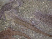Beardies.JPG