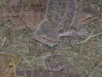 Cutebeardie.JPG