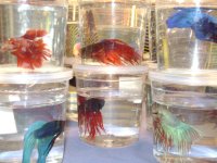 Bettas.JPG
