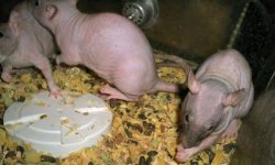 hairless colony 01.jpg