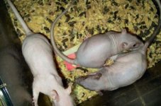 hairless colony 02.jpg