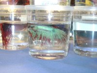 Bettas (2).JPG