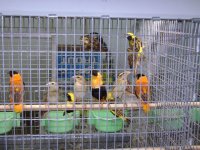 Finchcage.JPG