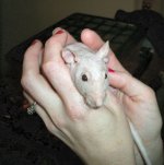 hairless in hand.jpg