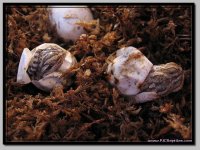 Beardies_1.jpg