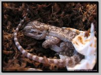 Beardies_3.jpg