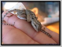 Beardies_4.jpg