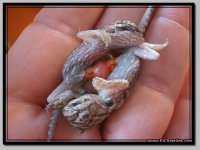 Beardies_6.jpg