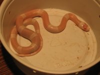 IMG_8598 Hybino Maybe.JPG