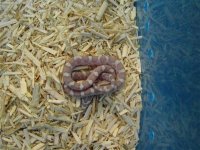 Afbeelding 200532.jpg