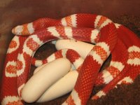 IMG_7746 Closeup Albino Tangerine Eggs.JPG