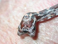 Two headed snake 008.jpg