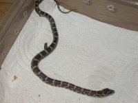 Two headed snake 012.jpg