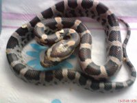 Baby Snake2.jpg