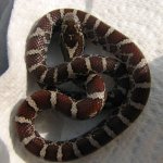 Eastern MS 09-29-08 a.jpg