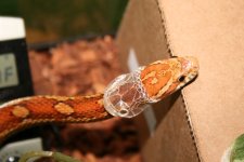 shed 2.jpg