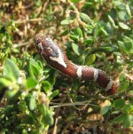 Eastern MS 09-29-08 a-.jpg