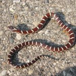 Eastern MS 09-29-08 b.jpg