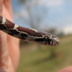 Eastern MS 09-29-08 b-.jpg