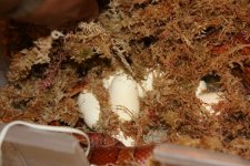 resize snake eggs pic 001.jpg