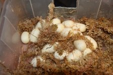 resize snake eggs pic 006.jpg
