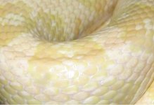 IMG_0354 close.JPG