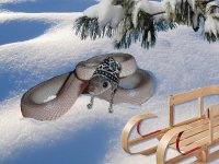 Slithering_Through_the_Snow.jpg