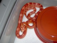 sunglow mot 400pic.jpg
