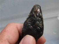 rat5.jpg