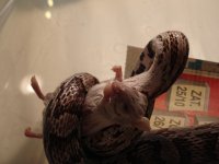 FenrirFeeding20081102.jpg