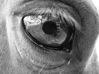 Eye.jpg