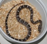 surplus_adoption_anery_ motley_f_20080401_IMG_9350_large.jpg