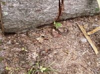 bsnake1.jpg