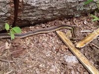 bsnake3.jpg