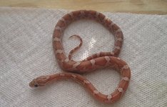 poss lavender ghost 2.jpg