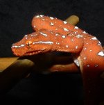 GTP-J 04-09-08 b.jpg