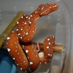 GTP-J 04-09-08 b2.jpg