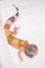 gecko baby1.jpg