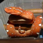 GTP-J 04-09-08 c.jpg