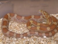 My Cornsnakes 001.jpg
