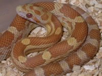 My Cornsnakes 004.jpg