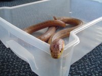 DSC01325.JPG- resize 1.jpg